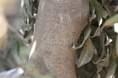 Pittosporum dasycaulon